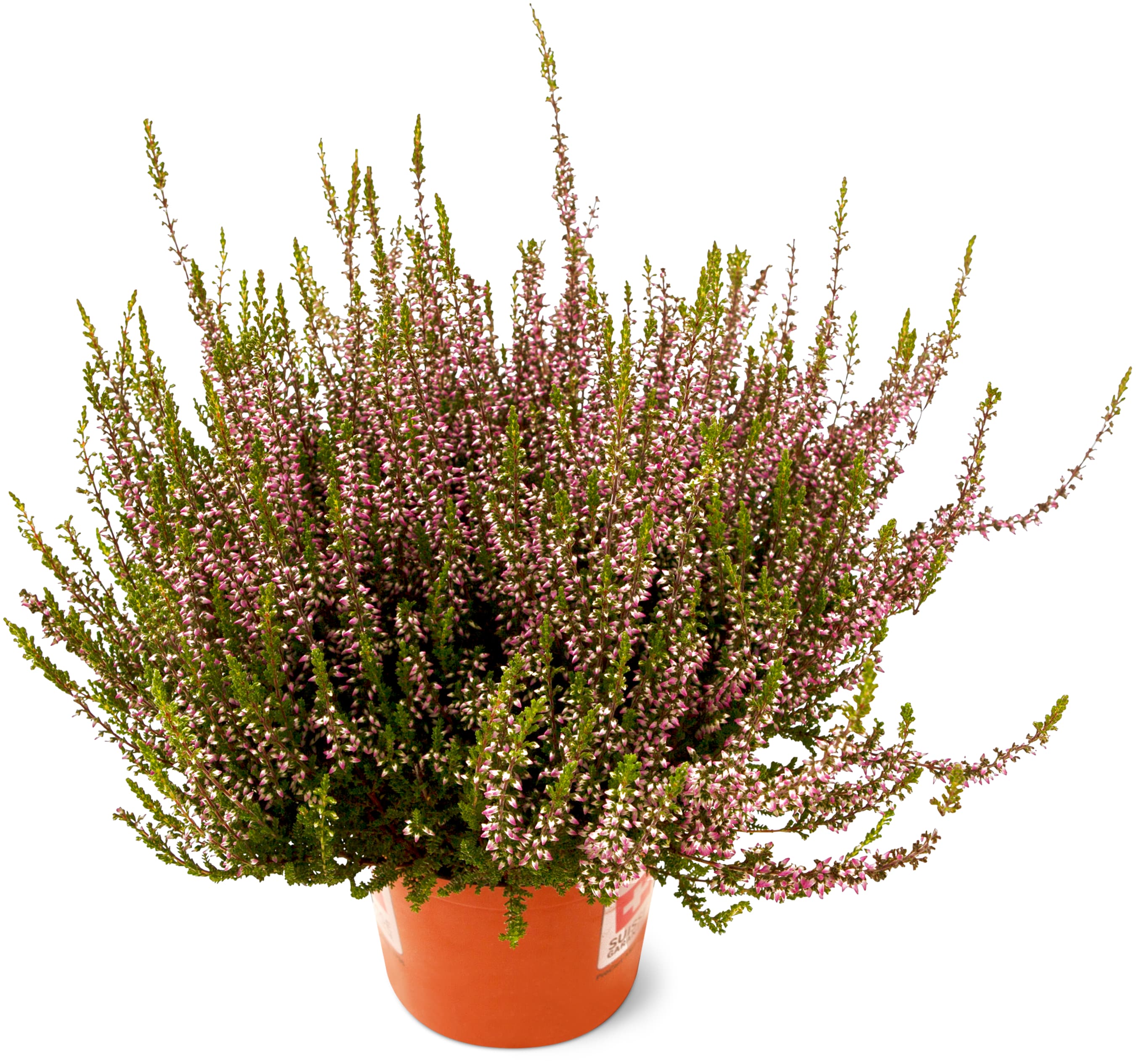 Calluna
